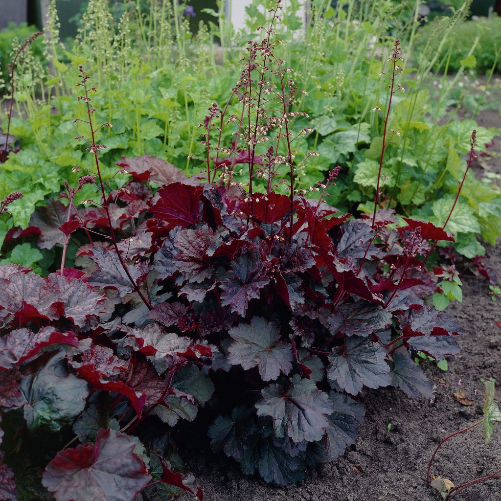 Heuchera micrantha 'Palace Purple'